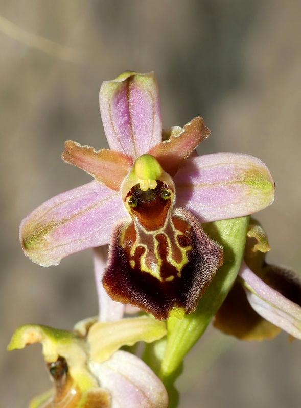 Ophrys exaltata subsp. archipelagi in Abruzzo marzo e aprile 2019